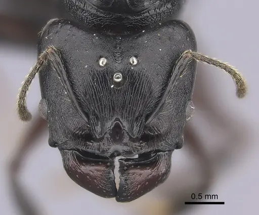 Pheidole praegrandis specimen CASENT0235122 image casent0235122_2