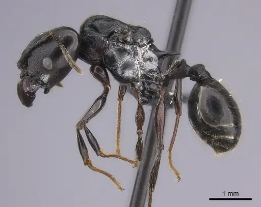 Pheidole praegrandis specimen CASENT0235122 image casent0235122_3