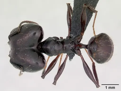 Pheidole praegrandis specimen CASENT0494701 image casent0494701_1