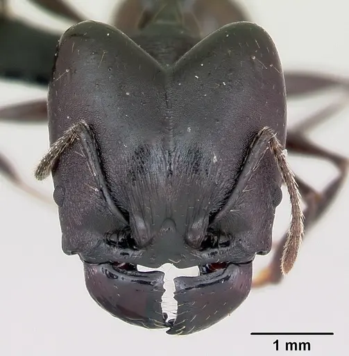 Pheidole praegrandis specimen CASENT0494701 image casent0494701_2