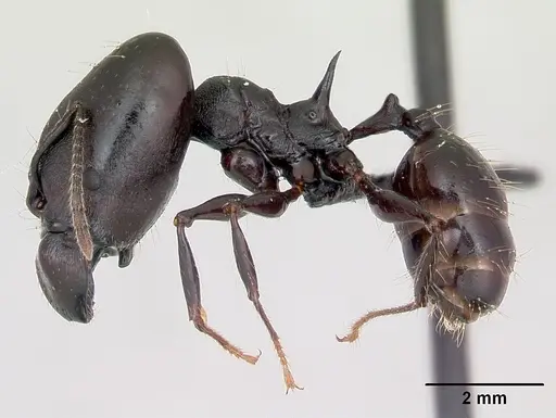 Pheidole praegrandis specimen CASENT0494701 image casent0494701_3
