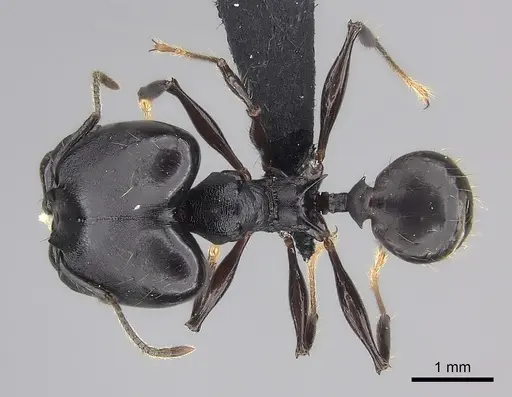 Pheidole praegrandis specimen CASENT0494780 image casent0494780_1