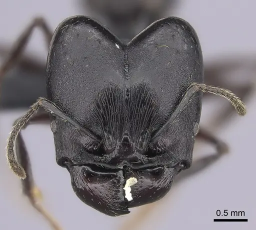 Pheidole praegrandis specimen CASENT0494780 image casent0494780_2