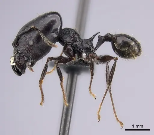 Pheidole praegrandis specimen CASENT0494780 image casent0494780_3