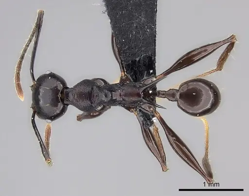 Pheidole praegrandis specimen CASENT0494781 image casent0494781_1