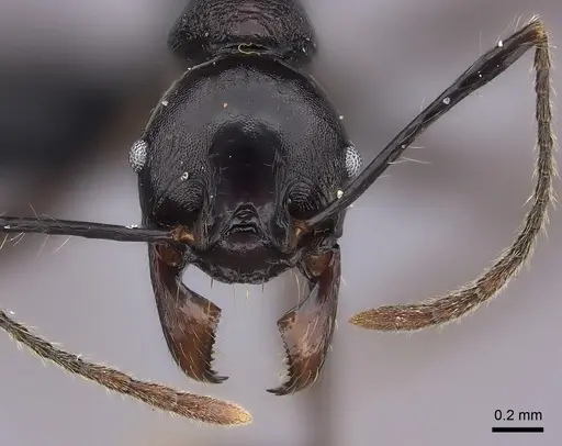 Pheidole praegrandis specimen CASENT0494781 image casent0494781_2