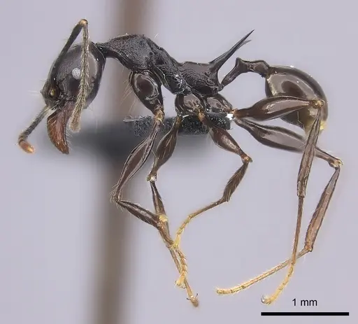 Pheidole praegrandis specimen CASENT0494781 image casent0494781_3