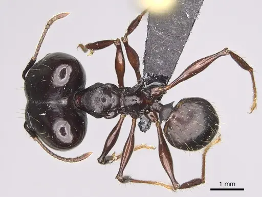 Pheidole praegrandis specimen CASENT0494942 image casent0494942_1