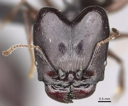 Pheidole praegrandis specimen CASENT0494942 image casent0494942_2