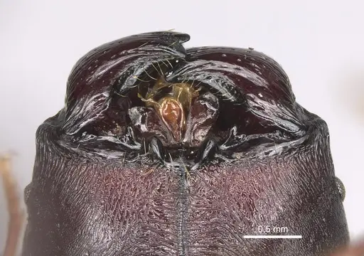 Pheidole praegrandis specimen CASENT0494942 image casent0494942_3