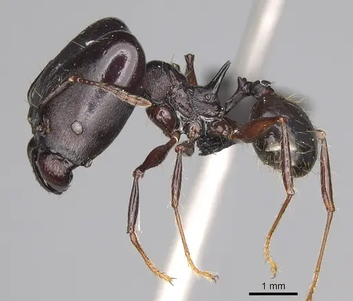 Pheidole praegrandis specimen CASENT0494942 image casent0494942_4