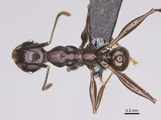 Pheidole praegrandis specimen CASENT0494945 image casent0494945_1
