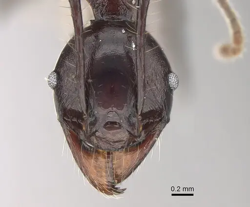 Pheidole praegrandis specimen CASENT0494945 image casent0494945_2