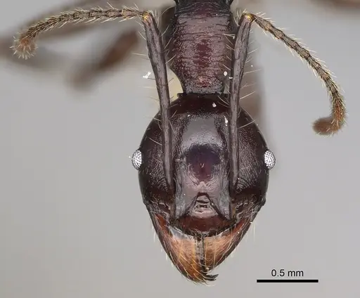 Pheidole praegrandis specimen CASENT0494945 image casent0494945_3
