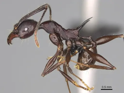 Pheidole praegrandis specimen CASENT0494945 image casent0494945_4