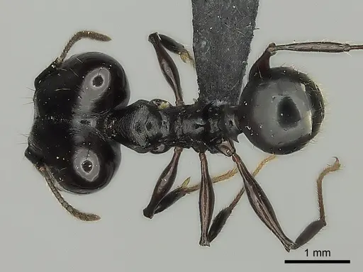 Pheidole praegrandis specimen CASENT0495193 image casent0495193_1