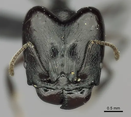 Pheidole praegrandis specimen CASENT0495193 image casent0495193_2