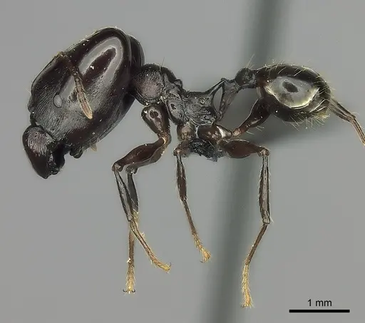 Pheidole praegrandis specimen CASENT0495193 image casent0495193_3