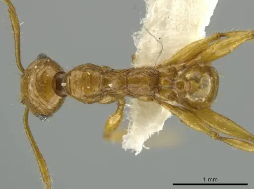 Pheidole praeses specimen CASENT0645855 image casent0645855_1