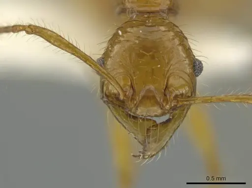 Pheidole praeses specimen CASENT0645855 image casent0645855_2