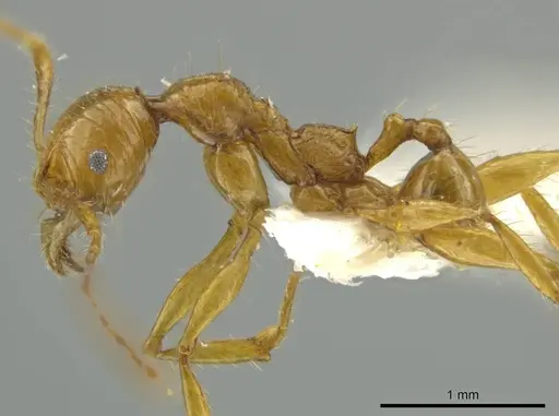 Pheidole praeses specimen CASENT0645855 image casent0645855_3