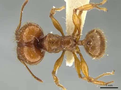 Pheidole praeses specimen JTLC000016498 image jtlc000016498_1
