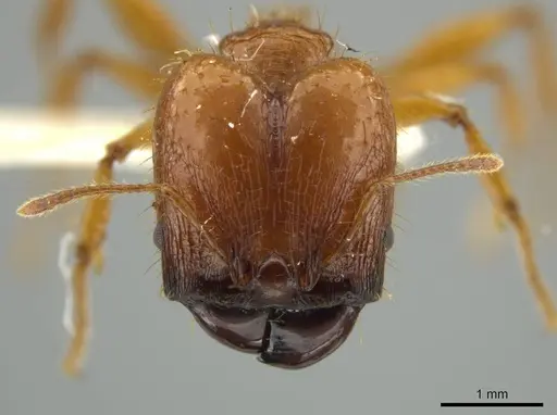Pheidole praeses specimen JTLC000016498 image jtlc000016498_2