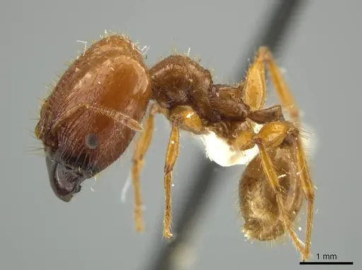 Pheidole praeses specimen JTLC000016498 image jtlc000016498_3