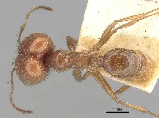 Pheidole praeusta specimen CASENT0281752 image casent0281752_1