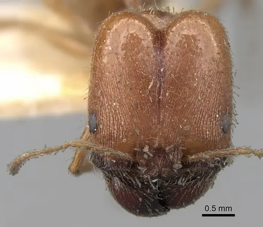 Pheidole praeusta specimen CASENT0281752 image casent0281752_2