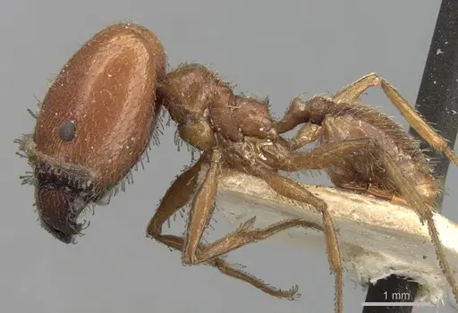 Pheidole praeusta specimen CASENT0281752 image casent0281752_3