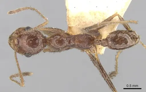 Pheidole praeusta specimen CASENT0281753 image casent0281753_1