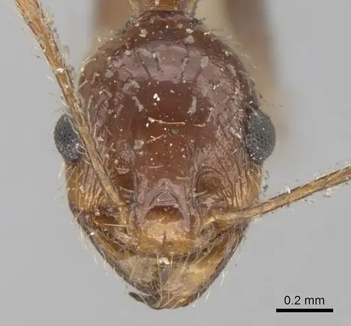 Pheidole praeusta specimen CASENT0281753 image casent0281753_2