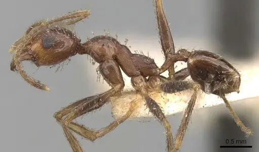 Pheidole praeusta specimen CASENT0281753 image casent0281753_3