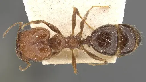 Pheidole praeusta specimen CASENT0908158 image casent0908158_1