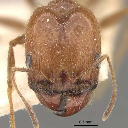 Pheidole praeusta specimen CASENT0908158 image casent0908158_2