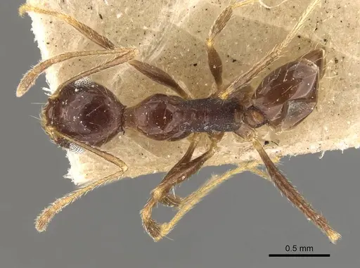 Pheidole praeusta specimen CASENT0908159 image casent0908159_1