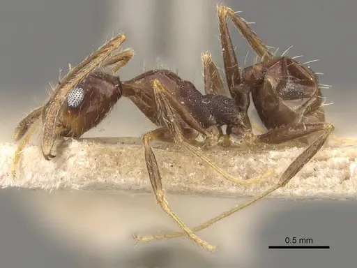 Pheidole praeusta specimen CASENT0908159 image casent0908159_3