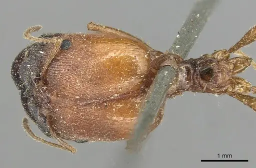 Pheidole praeusta specimen CASENT0915435 image casent0915435_1