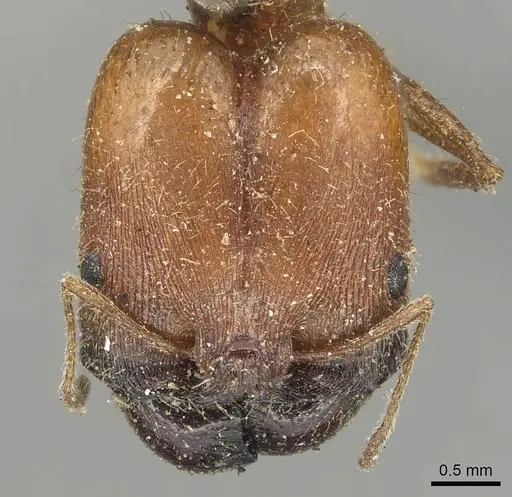Pheidole praeusta specimen CASENT0915435 image casent0915435_2