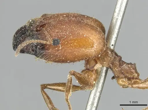 Pheidole praeusta specimen CASENT0915435 image casent0915435_3