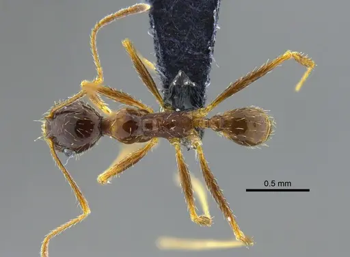 Pheidole praeusta specimen CBUMAGENT42035 image cbumagent42035_1