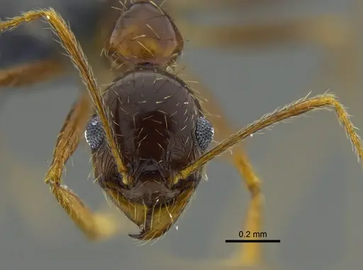 Pheidole praeusta specimen CBUMAGENT42035 image cbumagent42035_2