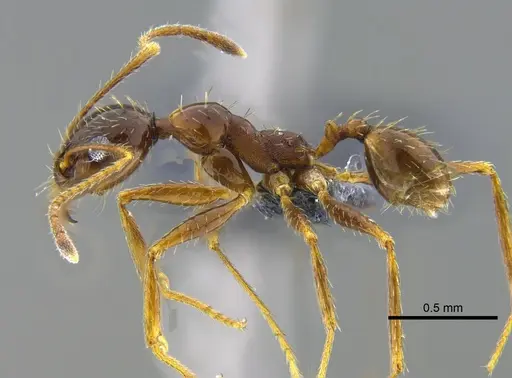 Pheidole praeusta specimen CBUMAGENT42035 image cbumagent42035_3