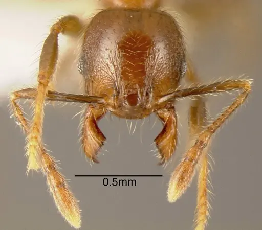 Pheidole prattorum specimen CASENT0635505 image casent0635505_1