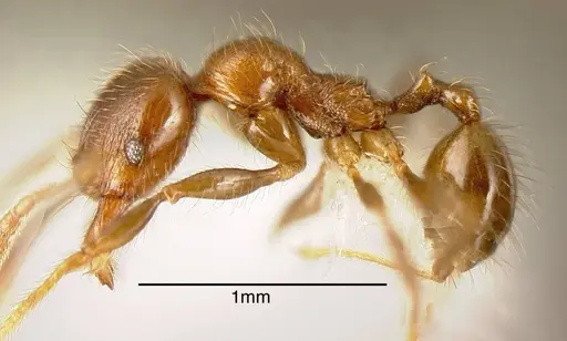 Pheidole prattorum specimen CASENT0635505 image casent0635505_2