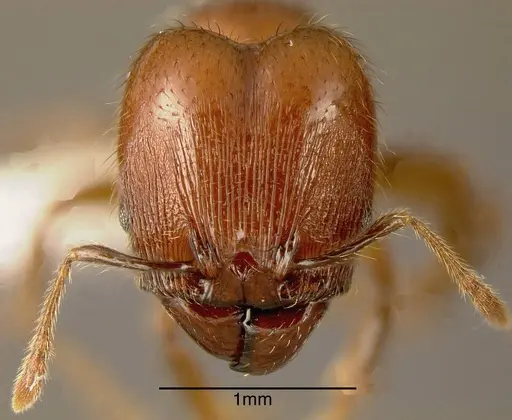 Pheidole prattorum specimen JTLC000003456 image jtlc000003456_1