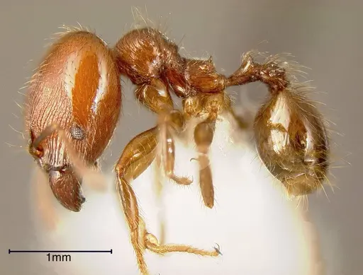 Pheidole prattorum specimen JTLC000003456 image jtlc000003456_2