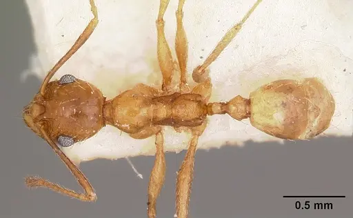 Pheidole prelli specimen CASENT0104602 image casent0104602_1