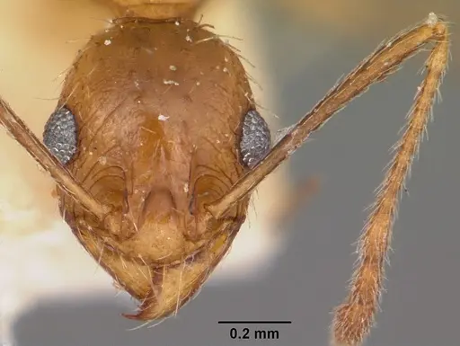 Pheidole prelli specimen CASENT0104602 image casent0104602_2